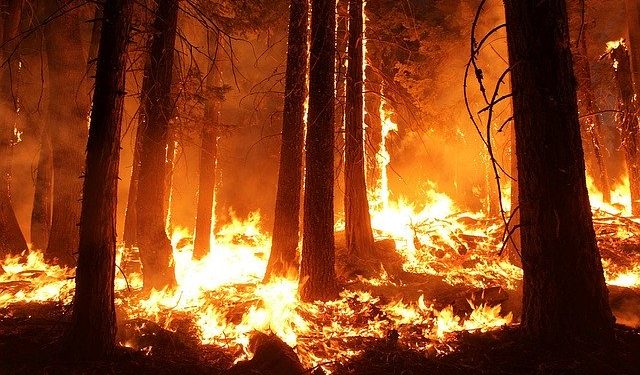 (Português) Conferência “Floresta e Fogos: que futuro?”<